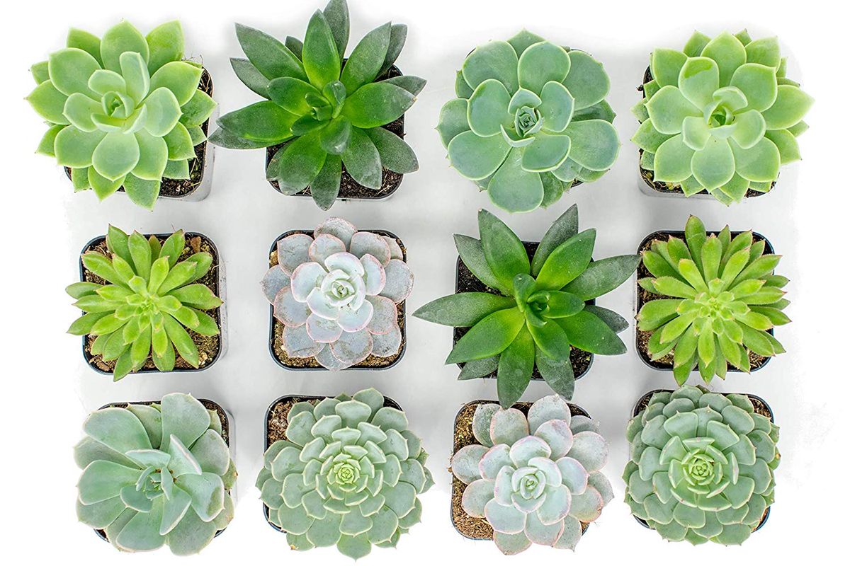 Echeveria pozsgás növények