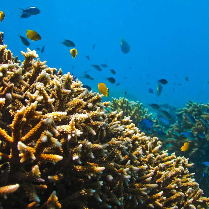 3-D Printing Ceramic Helps Repair Coral Reefs