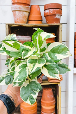 4 Inch Potted Pearls and Jade Variegated Pothos