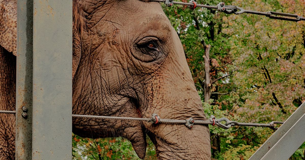 43 Minutes With Happy the Elephant at Bronx Zoo