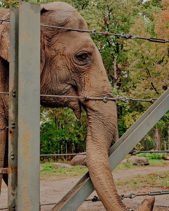 43 Minutes With Happy the Elephant at Bronx Zoo