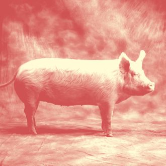 Domestic Pig in Studio