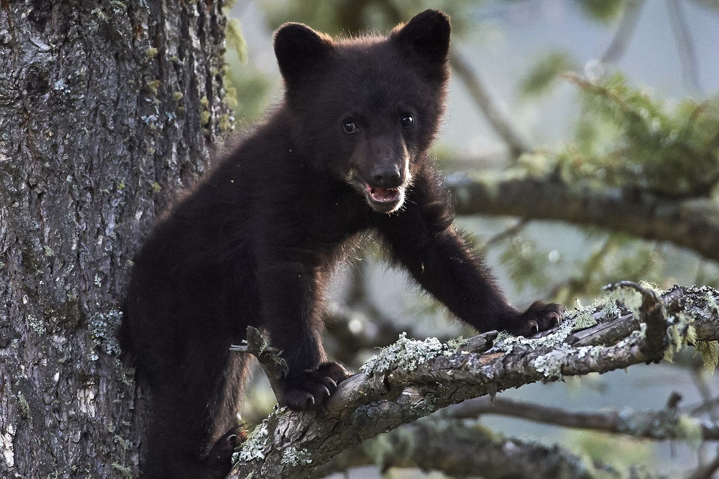 Mysterious Black Bear Cub Found Dead In Central Park