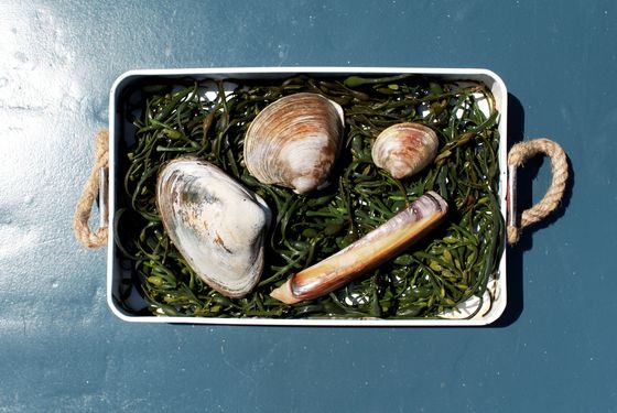 Raw clams are on the menu.