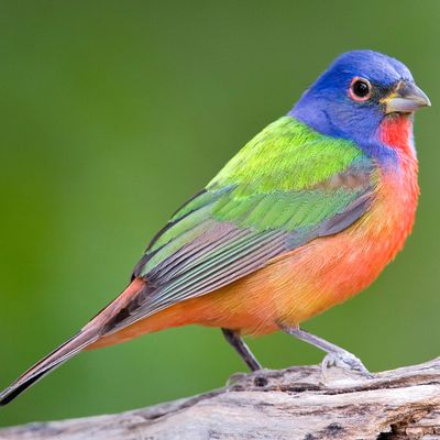 Bird, We Get It: You’re Hot and Everyone Loves You