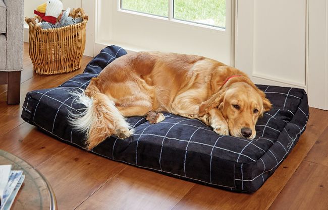 Louis Vuitton beds for dog  Cheap Luxury pet beds, 2023 Best