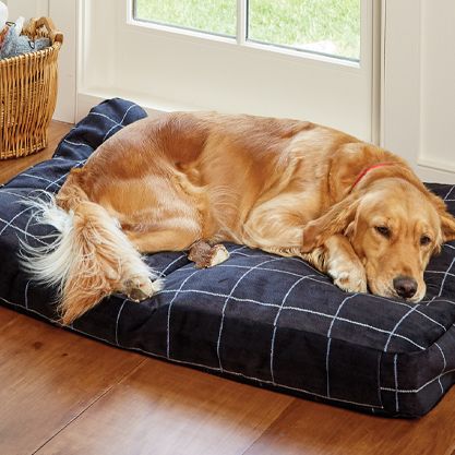 Best bed sale for golden retriever