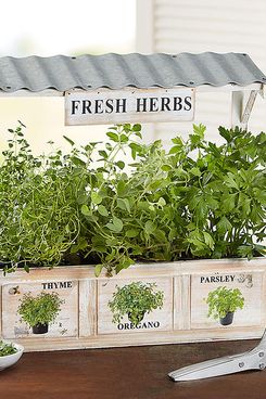 1-800-Flowers Herb Garden Trio