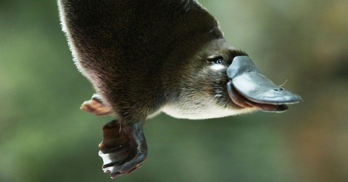 platypus dangerous