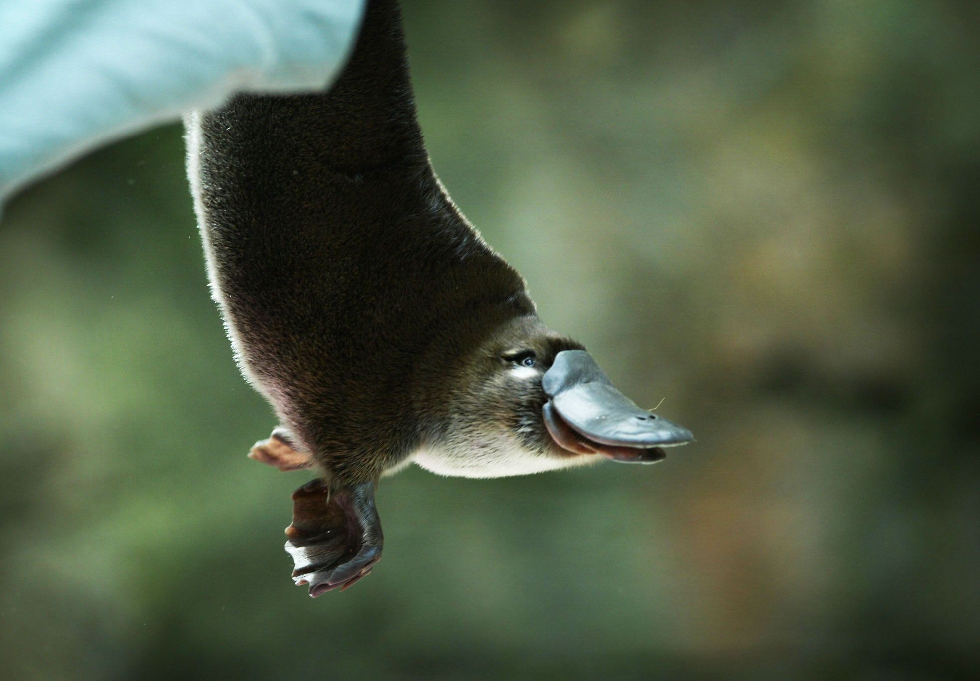 Platypus DarrinFletch