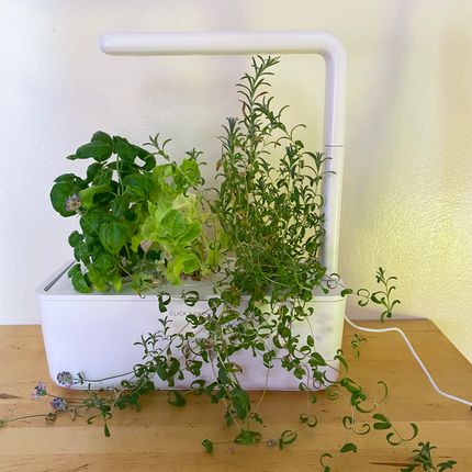 why-aerogarden-trellises-support-system-is-important