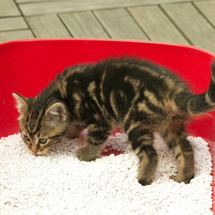 cat allergic to tidy cats litter