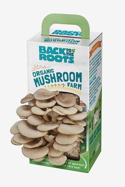Back to Roots Organic Mushroom Growing Kit