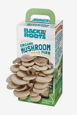 Back to the Roots Organic Mushroom Growing Kit