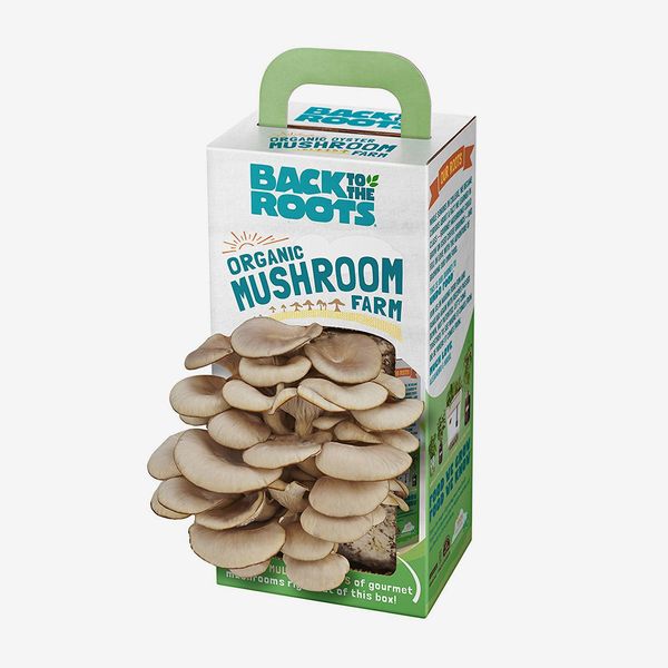 Back to the Roots Organic Mushroom Grow Kit