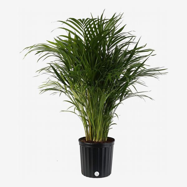 Costa Farms Areca Butterfly Palm Plant, 3 to 4 Feet Tall in Grow Pot