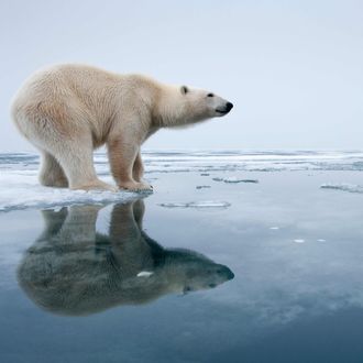 09 Aug 2009, Nordaustlandet, Norway --- Polar Bear (Ursus maritimus) reflected in pools on melting ice on Sabinebukta Bay at Irminger Point.