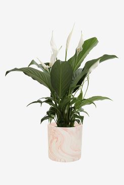 Costa Farms Peace Lily