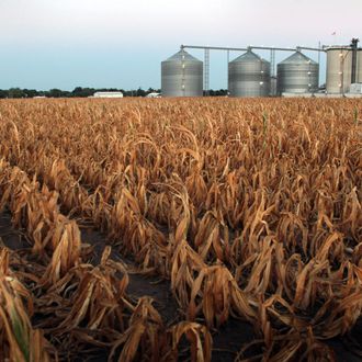 PALESTINE, IL - JULY 25: A field of dead corn sits next to the Lincolnland Agri-Energy ethanol plant July 25, 2012 in Palestine, Illinois. This summer's extended drought, which has scorched corn and soybean crops across the Midwest, is expected to impact the price of gasoline which, in most states, contains at least 10 percent ethanol. The price of ethanol on the Chicago Board of Trade has risen nearly 25% this year. (Photo by Scott Olson/Getty Images)