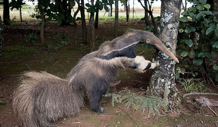 The stuffed anteater, in daylight.