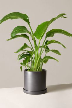 Bird of Paradise Plant in Large Ceramic Planter