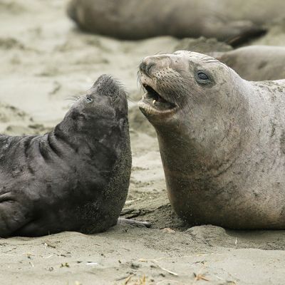 A female and male seal.
