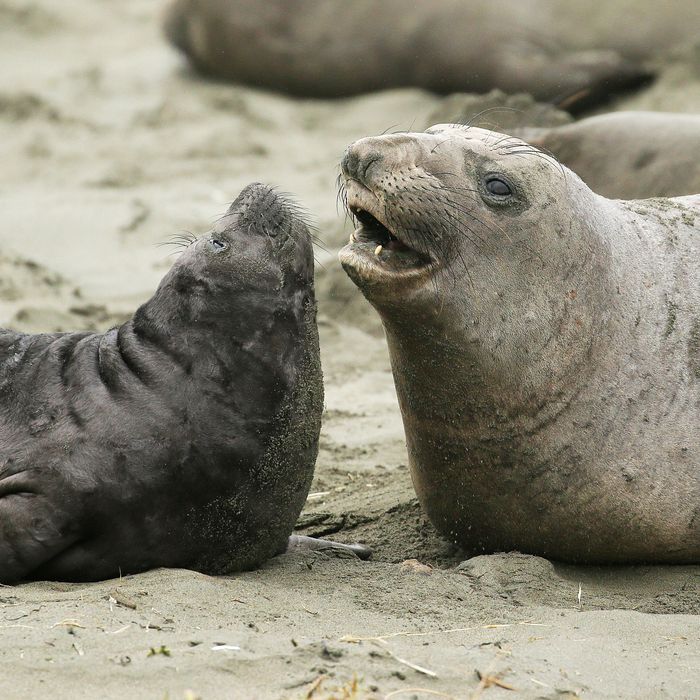 A female and male seal.
