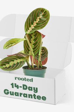 Rooted Red Prayer Plant
