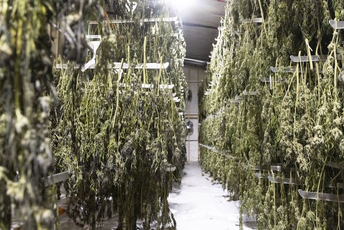 Is New York's Legal Weed Market Leaving Cannabis Farmers Worse Off?