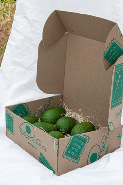 Primavera Avocado Box