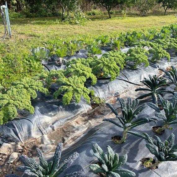 Rows of curly and lacinato kale on a farm.
