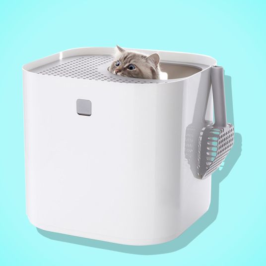 Best Kitty Litter PrettyLitter Review 2018 The Strategist