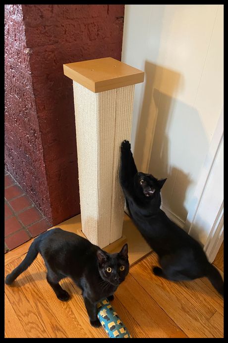 A black cat scratching a scratching post, while another black cat looks at the camera.