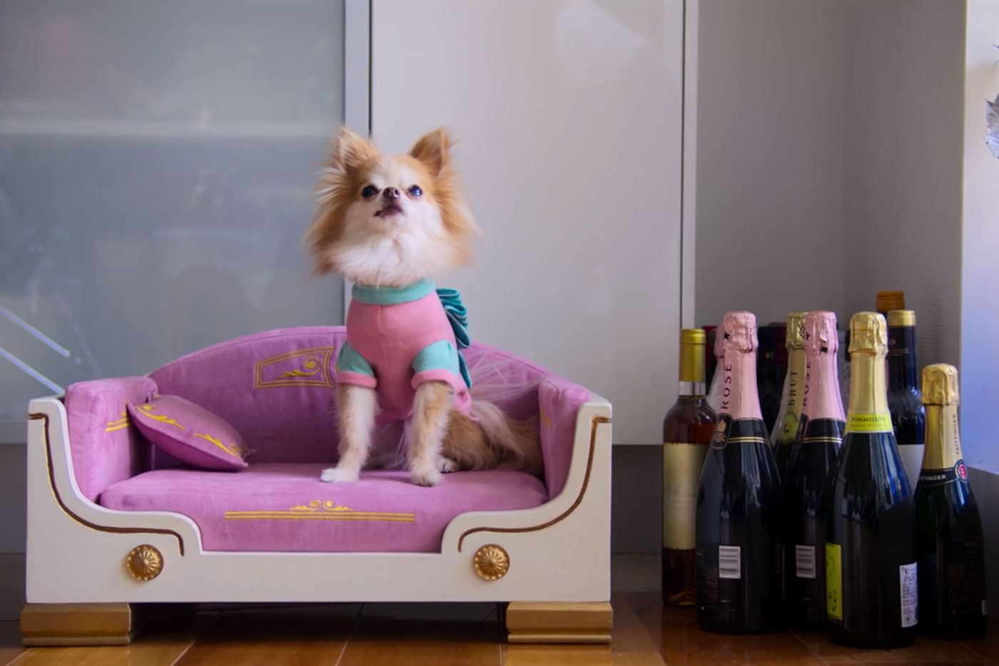 dogs season 1 netflix