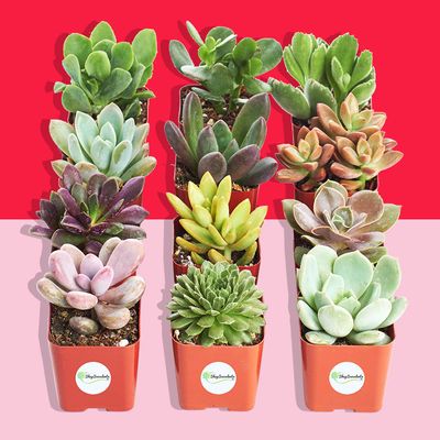 succulents price 6" Echeveria Succulent