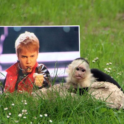 The ordeal of Mally, the 6-month-old pet monkey Justin Bieber abandoned in Germany, is finally coming to a happy end as he was today spending his first day at his new home - dubbed 'Mally-bu' - in a German zoo. Three months after the young capuchin monkey was left in Munich, after being confiscated by authorities when Bieber flew him into the country without papers, he is free to roam in his huge enclosure at the Serengeti Wildlife Park in Hodenhagen, in Northern Germany. He had spent 25 days in a mandatory quarantine after arriving at the zoo, chosen by German authorities, and now zookeeper Jenny Niew????hner - who has been with him everyday - has moved him to his final home, alongside his favorite cuddly toy. Having spent most of his life around humans, he will first be allowed time to get used to his surroundings before the members of his new family - seven white-headed capuchins - are very carefully introduced to live with him. The new monkey enclosure consists of an island with trees, a circular water pit and a house for the whole family.
<P>
Pictured: Mally
<P><B>Ref: SPL568022 270613 </B><BR/>
Picture by: Serengeti Park / Splash News<BR/>
</P><P>
<B>Splash News and Pictures</B><BR/>
Los Angeles:	310-821-2666<BR/>
New York:	212-619-2666<BR/>
London:	870-934-2666<BR/>
photodesk@splashnews.com<BR/>
</P>