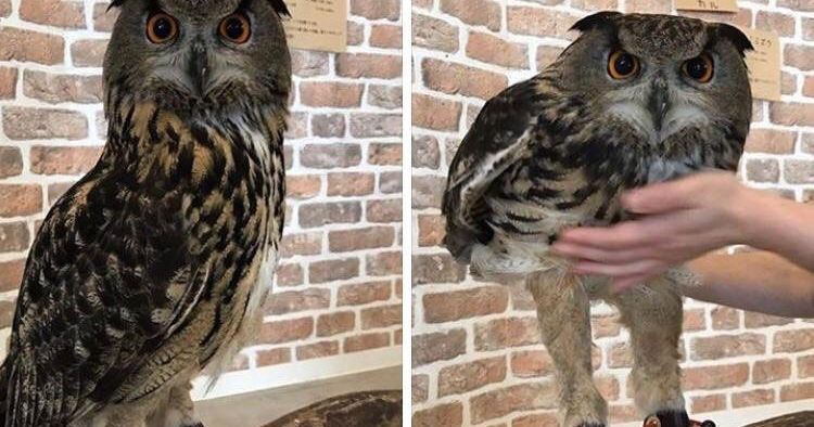 Owls Have Long Legs ... Who Knew?