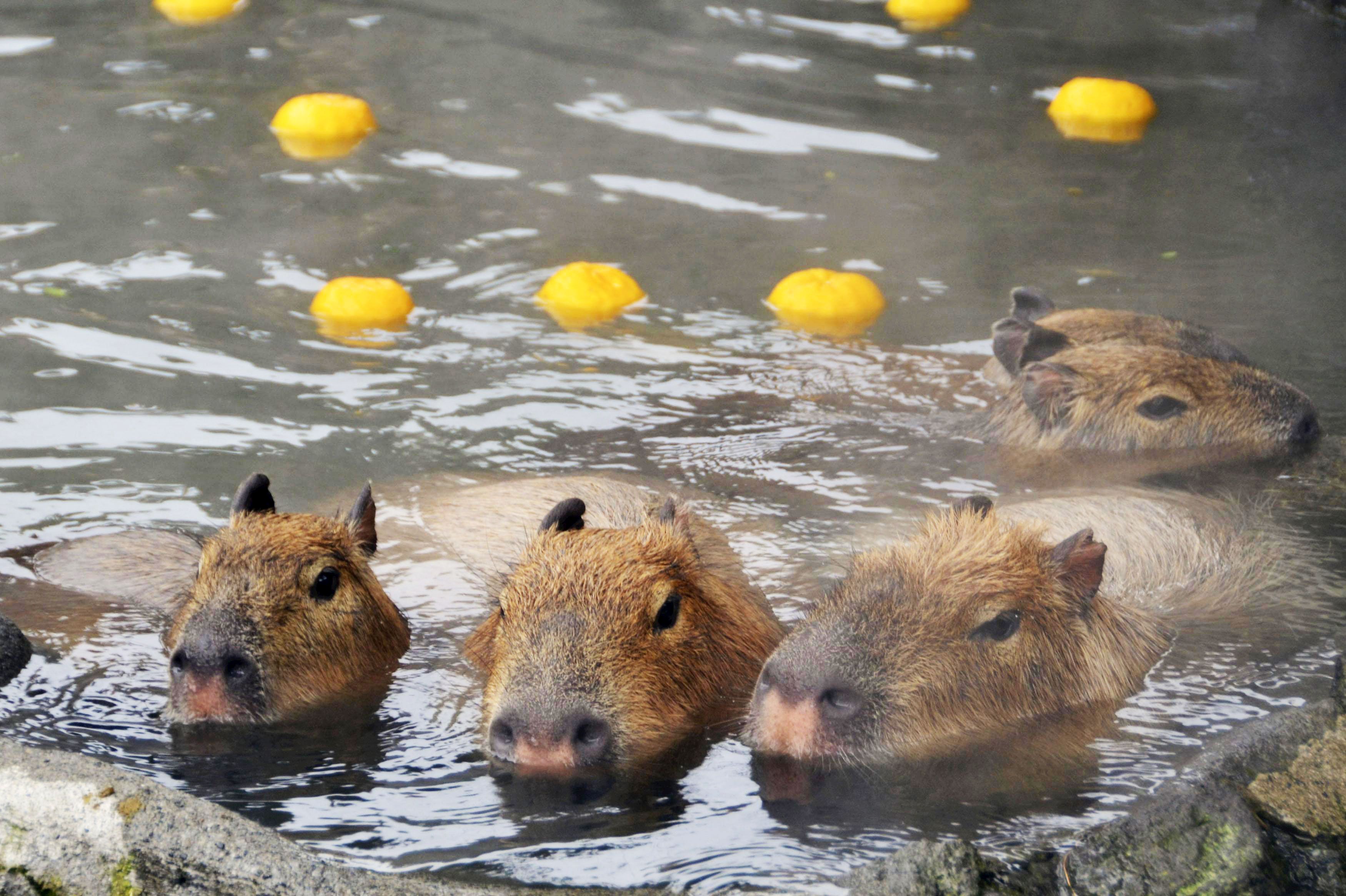I Wish I Were as Chill as These Capybaras