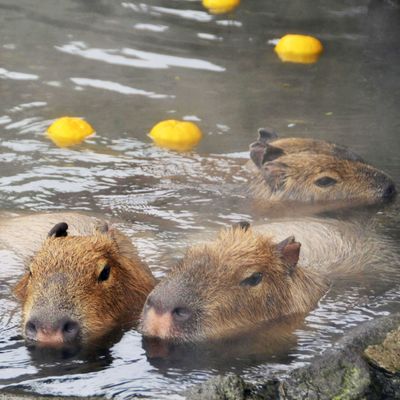 Capybara in yuzu onsen.