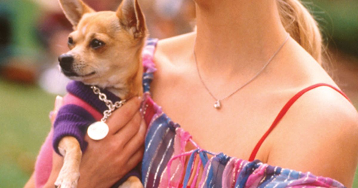 Legally Blonde' Cast: Where Are They Now? | Us Weekly