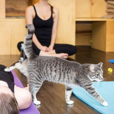 Cat Yoga Is Perfect for People Who Like Cats More Than Yoga