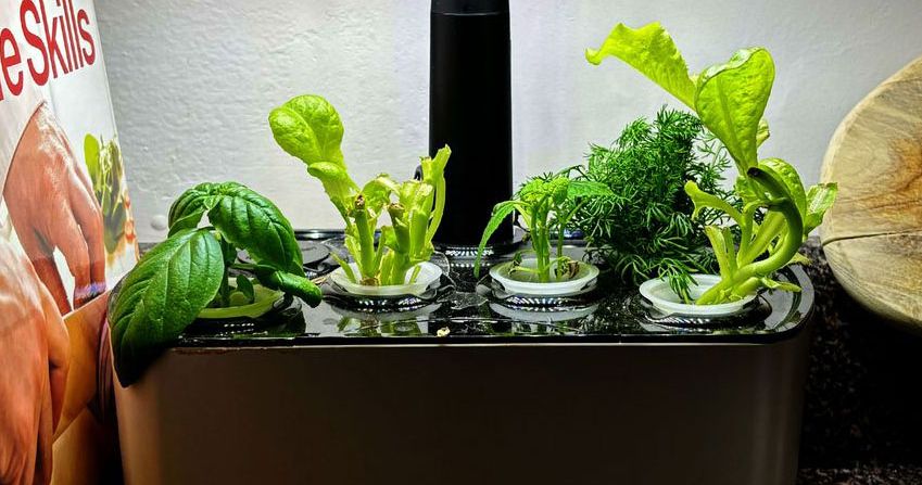 It Might Be Time to Grow Your Own Lettuce