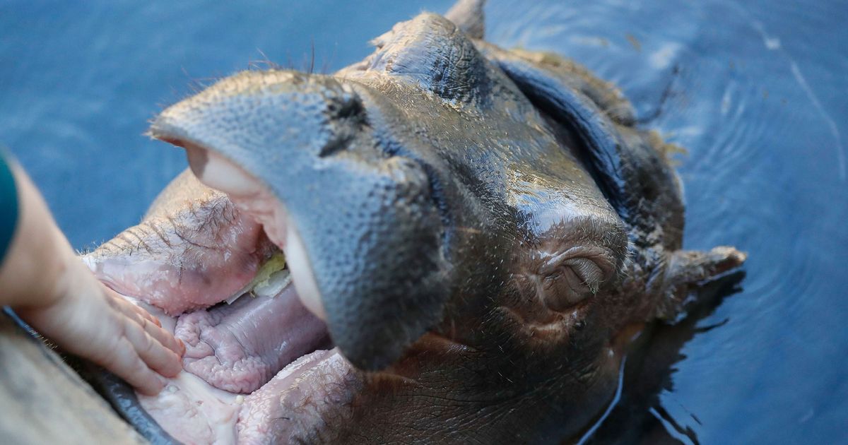 fiona the hippo toy