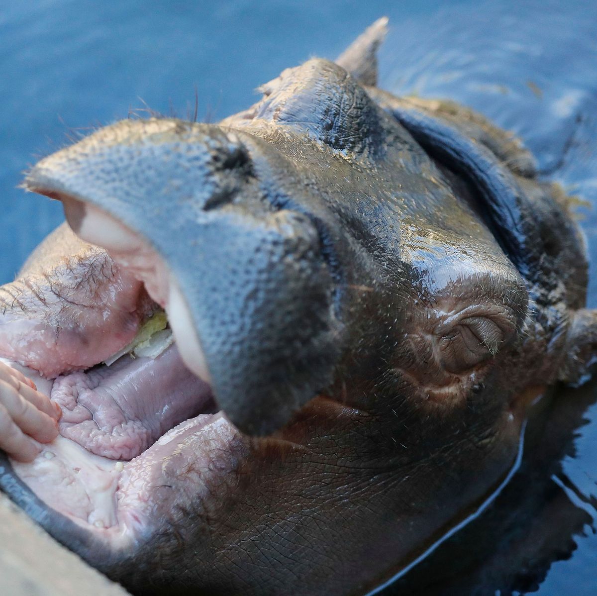 Fiona The Hippo Reaches 1 000 Pound Milestone Bless Her