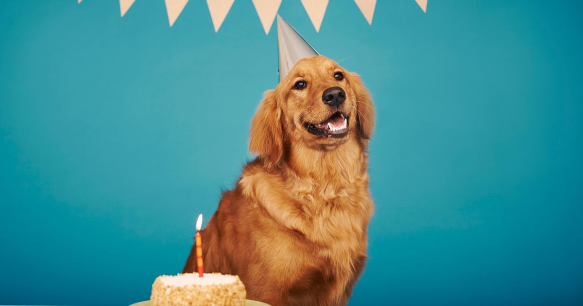 golden retriever age calculator