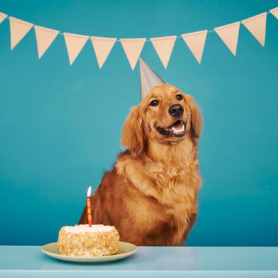 Golden retriever age deals in human years