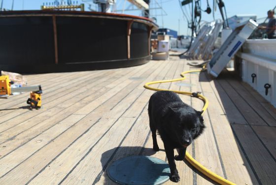 This is Maya, a Belgian Barge Dog who belongs to the Master Shipwright, Damek Birch.