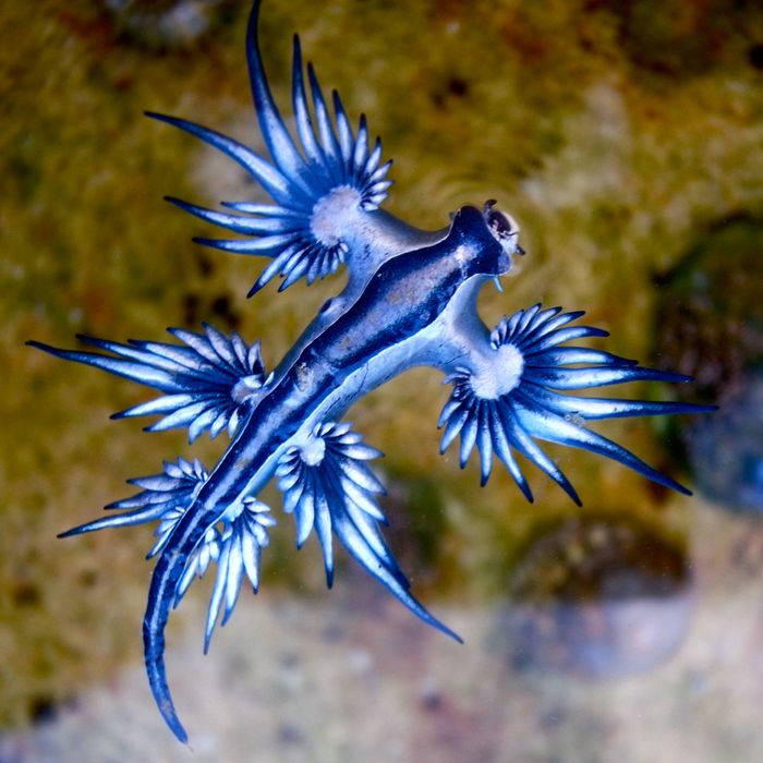 This Pretty Slug Is All, ‘Don’t Hate Me Because I'm Beautiful’