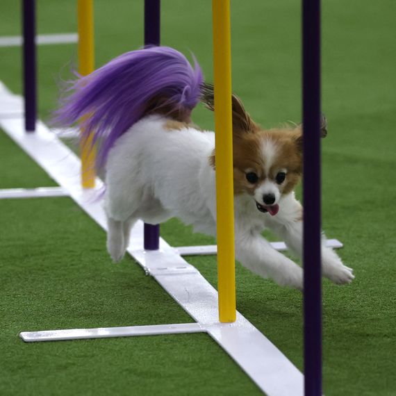 US-LIFESTYLE-ANIMAL-DOG