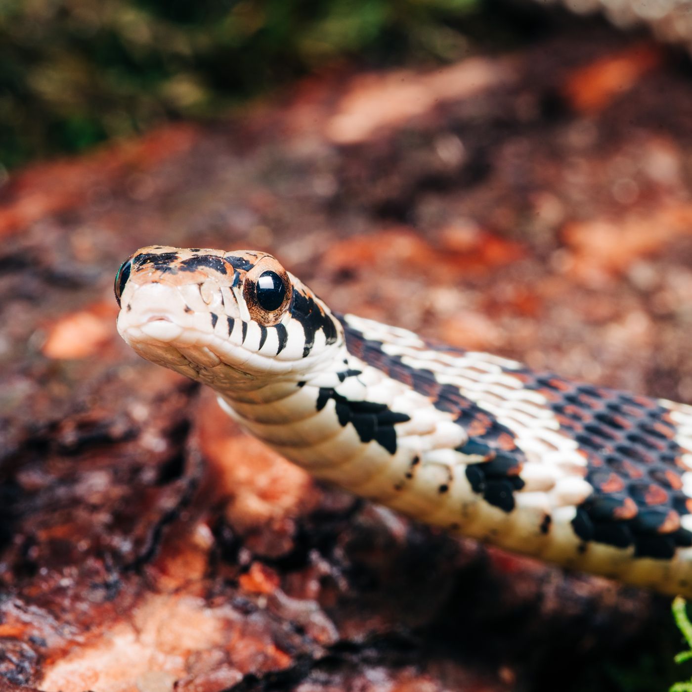 Father Thinks Snakes Are Harmless, Lets Daughter Play With Pet Python